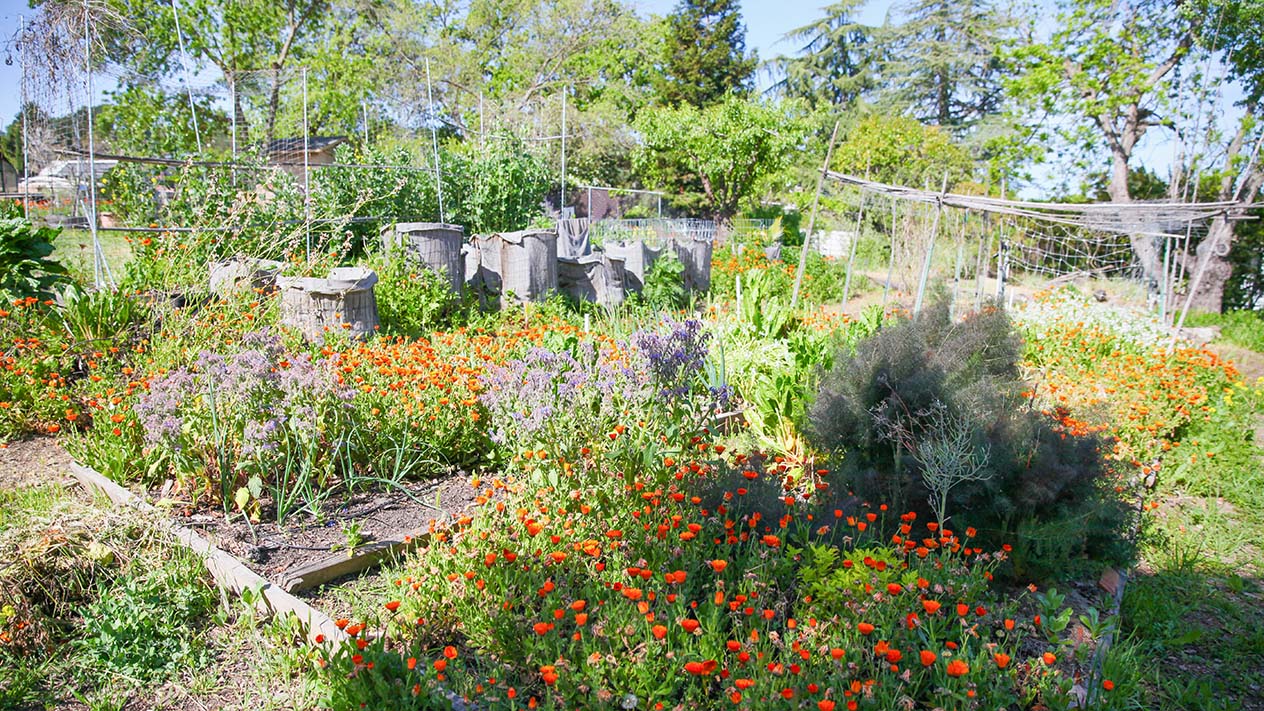 Wild flowers in bloom in the DVC gardens.